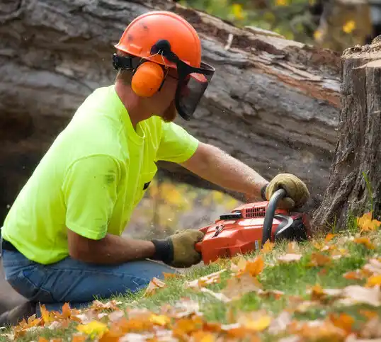 tree services Albuquerque